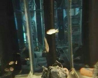 祥龍魚場有限公司怎么樣啊：祥龍魚場是一家專注于觀賞魚繁殖、飼養和銷售的企業