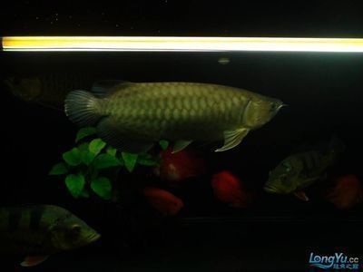 祥龍魚場有限公司怎么樣啊：祥龍魚場是一家專注于觀賞魚繁殖、飼養和銷售的企業
