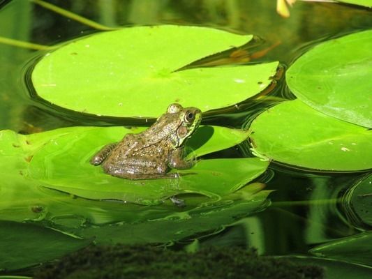 金龍魚用什么硝化細菌最好：養龍魚需要什么過濾器材