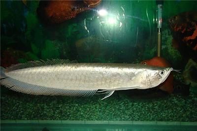 20厘米銀龍魚吃什么（20厘米以上的銀龍魚可以投喂泥鰍和昆蟲和昆蟲等食物）