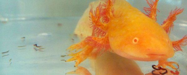 秒懂百科六角龍魚（六角龍魚的繁殖方式）