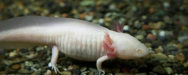 秒懂百科六角龍魚（六角龍魚的繁殖方式）