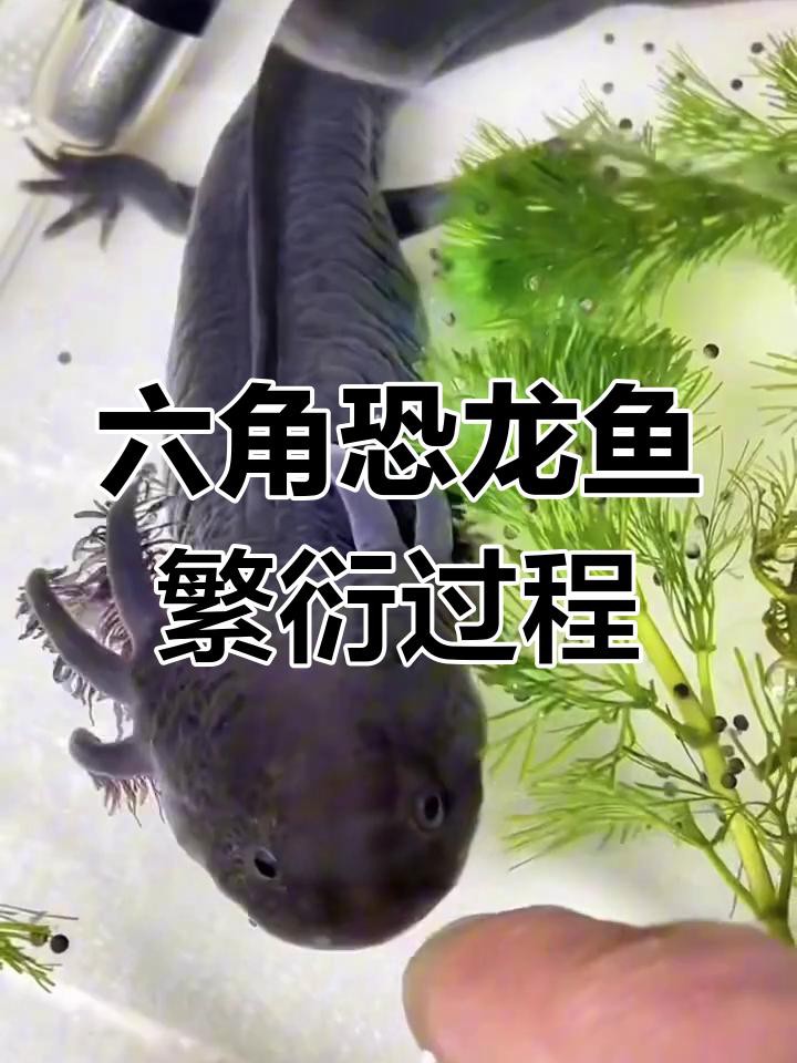 六角恐龍魚(yú)繁殖后如何護(hù)理？