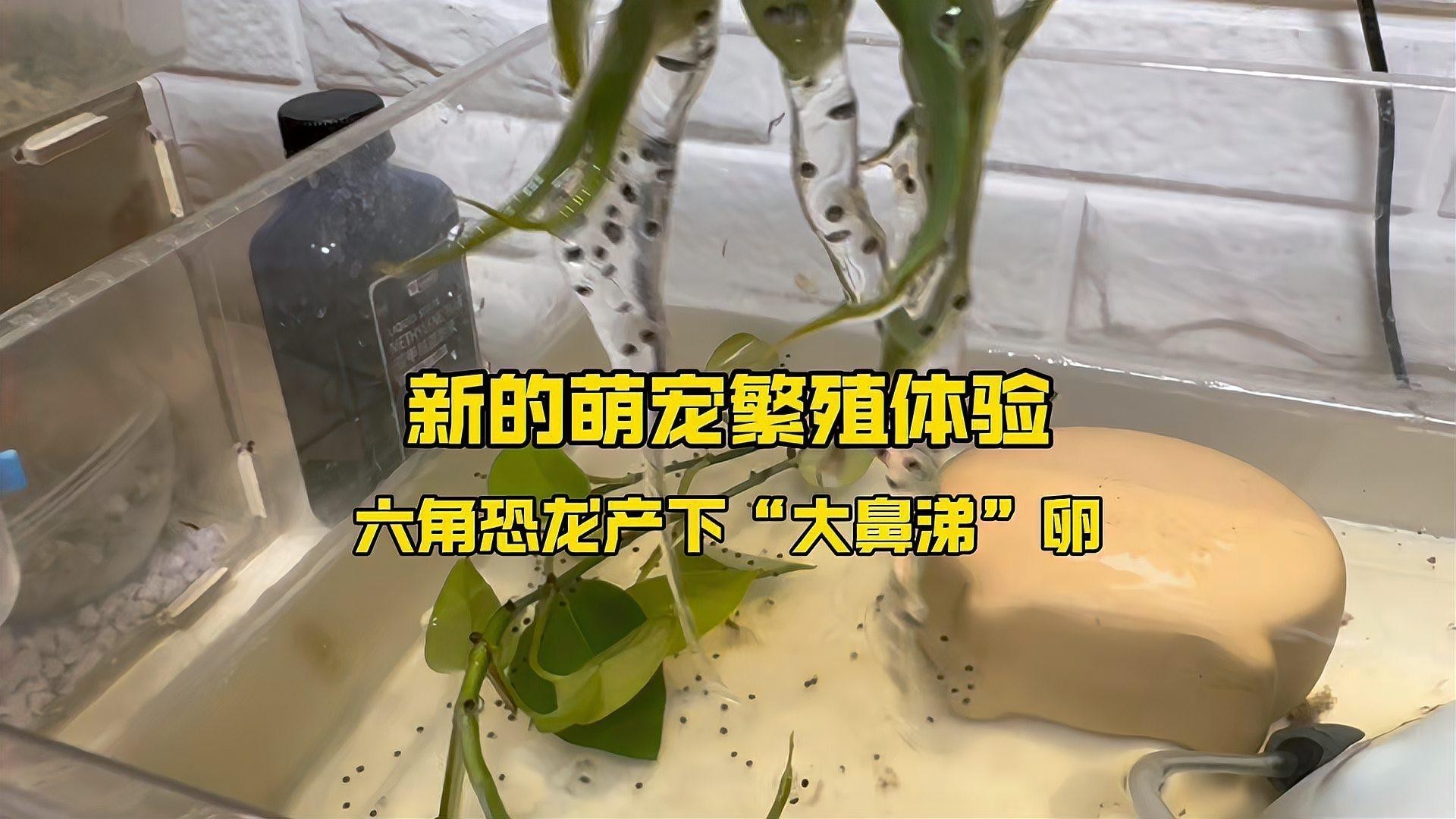 六角恐龍魚(yú)繁殖后如何護(hù)理？