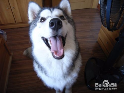 品相最好的金龍魚品種排名：品相最好的金龍魚品種，鑒賞與選購指南