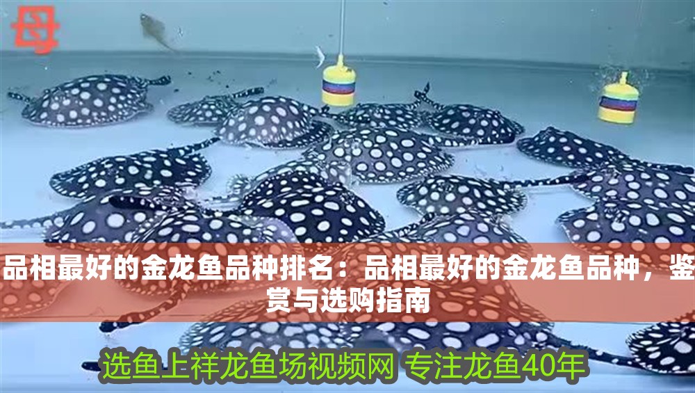 品相最好的金龍魚品種排名：品相最好的金龍魚品種，鑒賞與選購指南