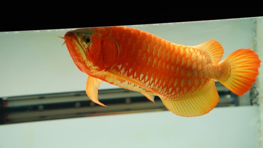 龍魚翹嘴和兜嘴一樣嗎圖片對比