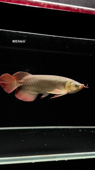 龍魚翹嘴和兜嘴一樣嗎圖片對比