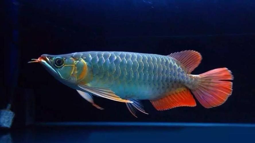 龍魚翹嘴和兜嘴一樣嗎圖片對比