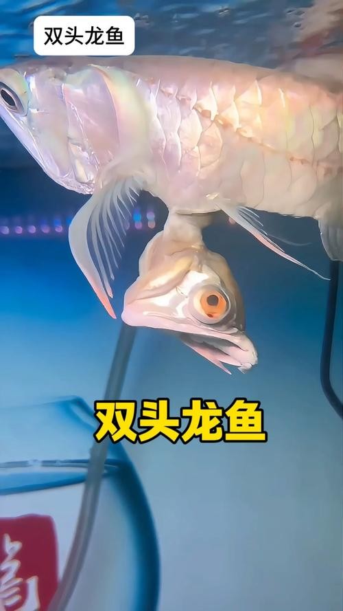 龍魚翹嘴和兜嘴一樣嗎圖片對比