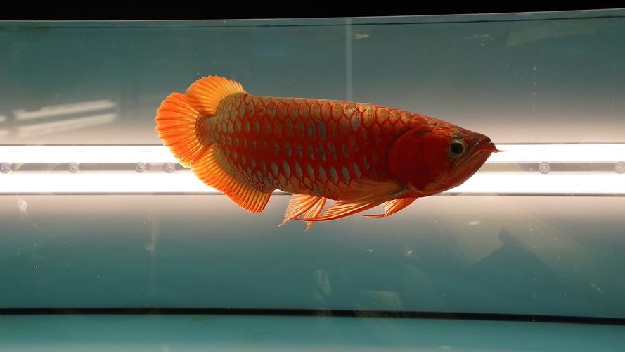 龍魚翹嘴和兜嘴一樣嗎圖片對比