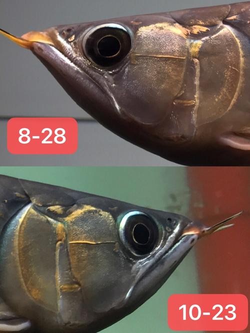 龍魚翹嘴和兜嘴一樣嗎圖片對比