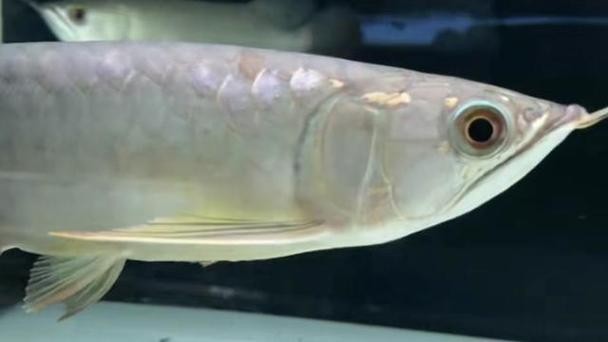 龍魚翹嘴和兜嘴一樣嗎圖片對比