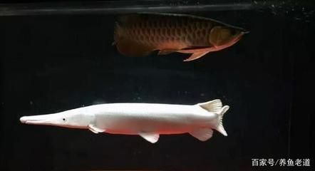 養兩條龍魚需要多大的魚缸合適：養兩條龍魚建議使用多大的魚缸合適