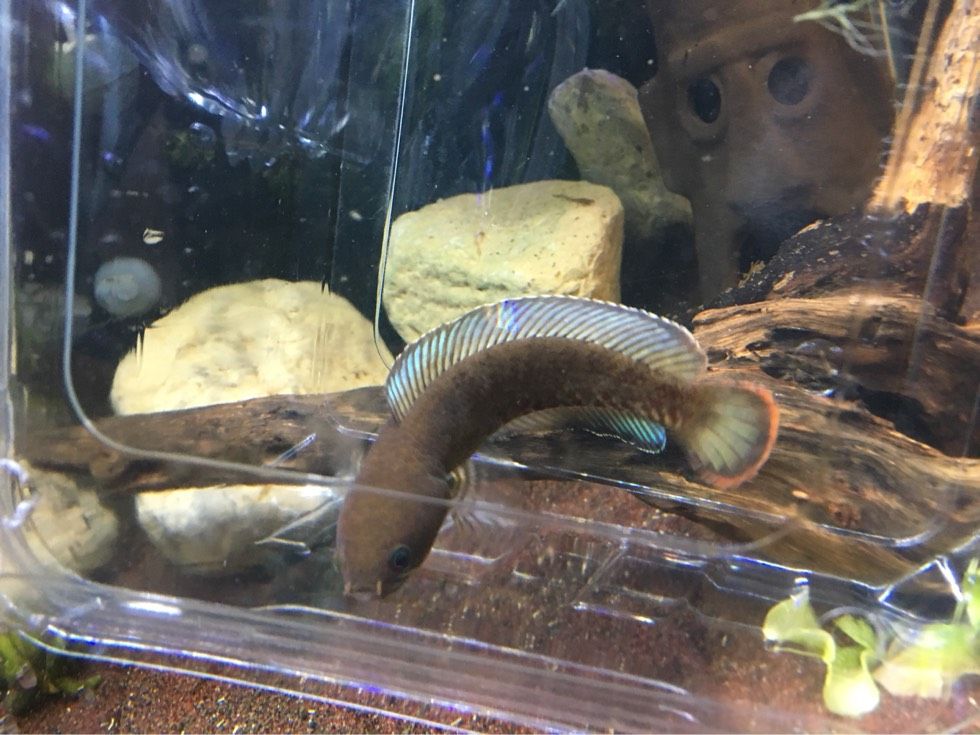 奶茶雷龍吃小魚嗎：奶茶雷龍會吃小魚嗎？ 奶茶雷龍吃小魚嗎：奶茶雷龍會吃小魚嗎？ 龍魚百科 第2張