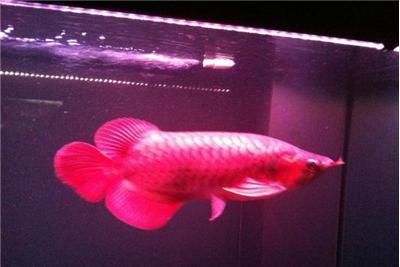 龍魚專用燈不是紫外線燈吧嗎為什么：龍魚專用燈不是紫外線燈