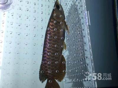 漳州投資區角美開心水族館