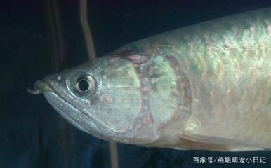 龍魚常見疾病與治療方法圖解：龍魚常見疾病與治療方法圖解龍魚常見疾病與治療方法圖解