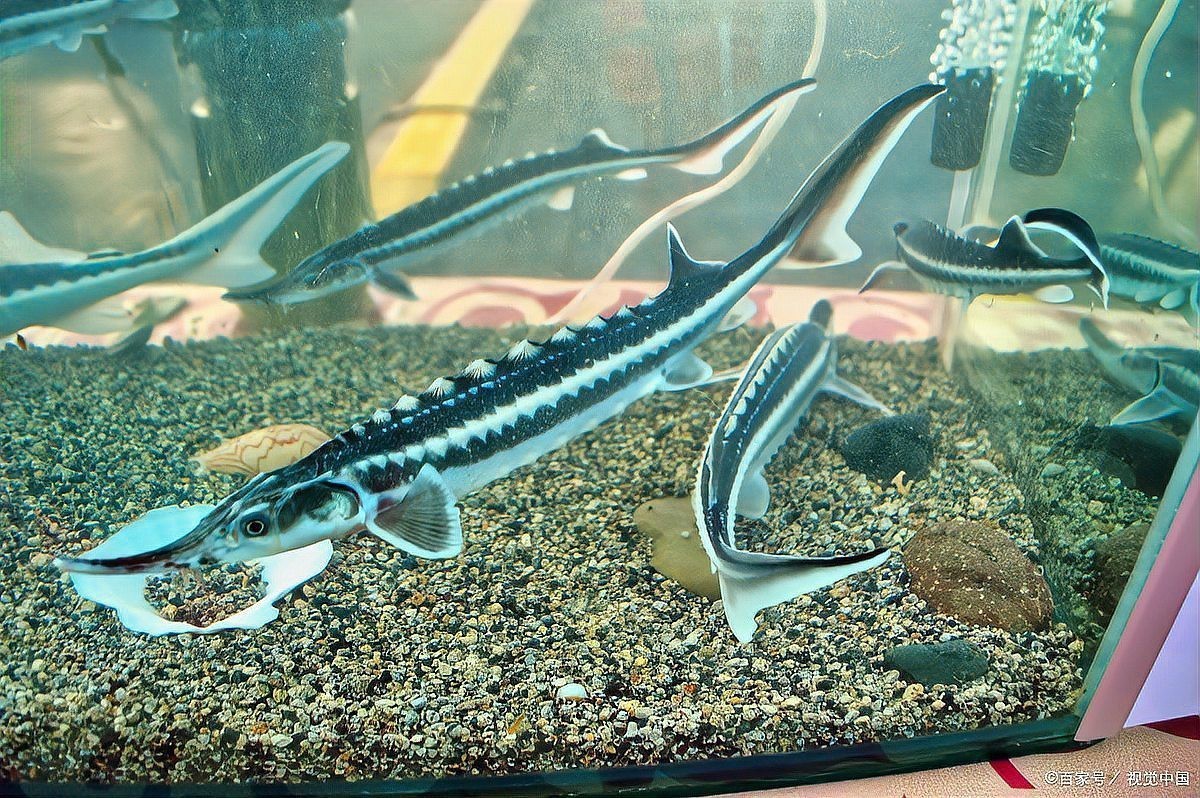恐龍魚是不是熱帶魚類