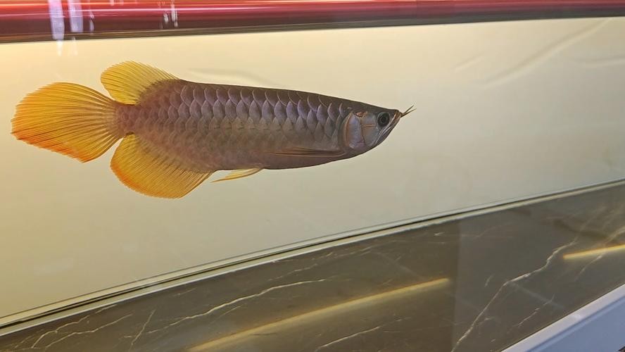 龍魚燈光擺放位置圖片欣賞講解
