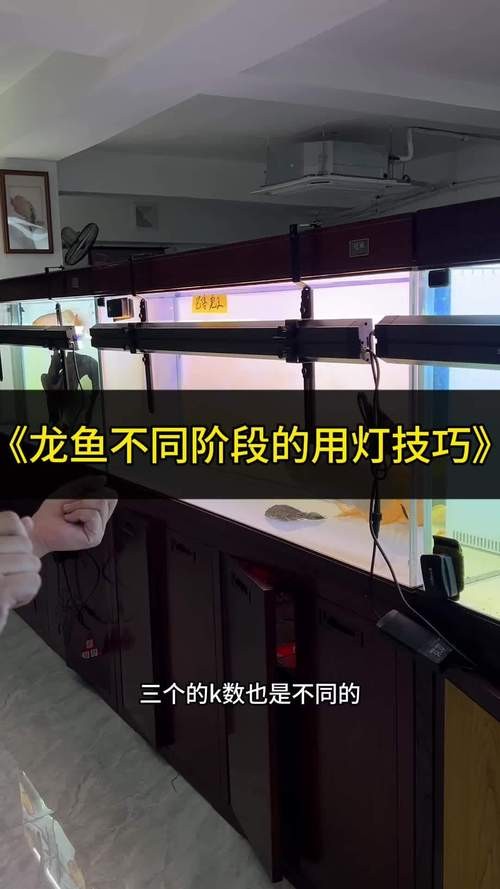 龍魚燈光擺放位置圖片欣賞講解
