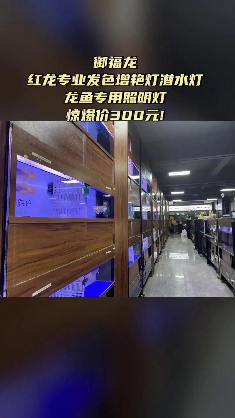 龍魚燈光擺放位置圖片欣賞講解