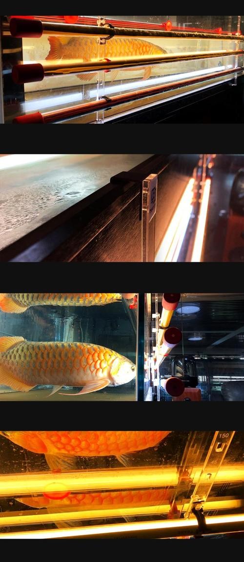 龍魚燈光擺放位置圖片欣賞講解