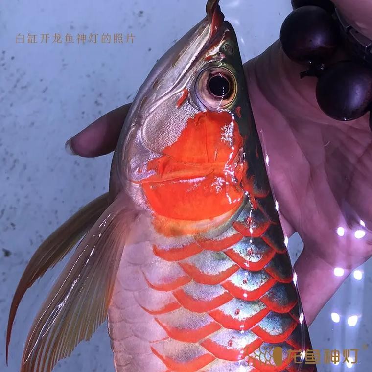 龍魚燈光擺放位置圖片欣賞講解