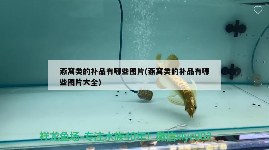 喀左縣<strong><mark>大城</mark></strong>子鎮(zhèn)鸚鴿燕鵡寵物店