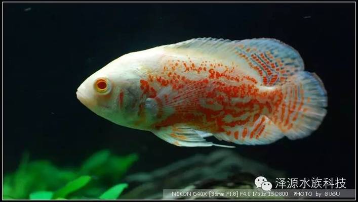 什么是中國龍魚？