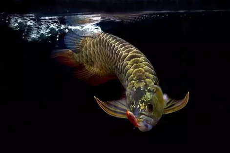 什么是中國龍魚？