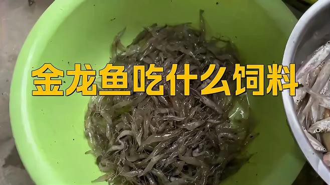 過背金龍魚的最佳飼料有哪些