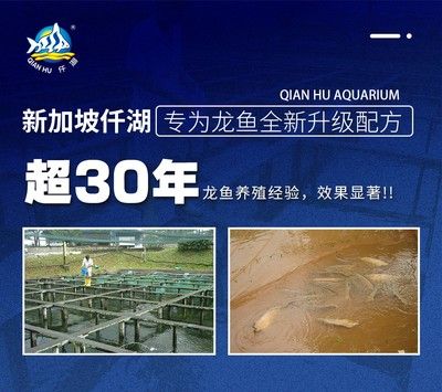 龍魚養(yǎng)殖技術(shù)問題有哪些？：龍魚養(yǎng)殖技術(shù)問題可能由多種因素引起