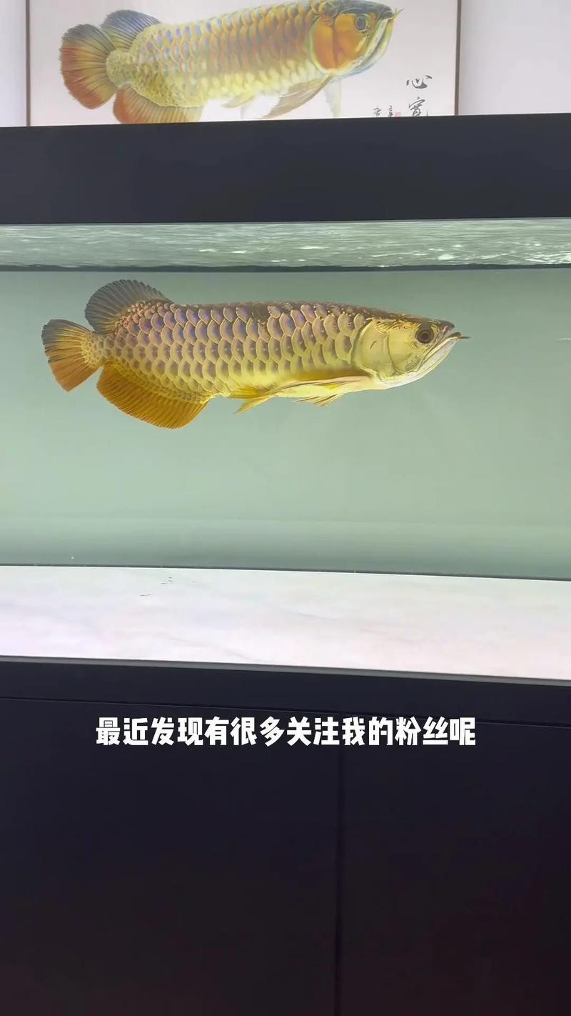 有沒有更多高清龍魚缸壁紙款式