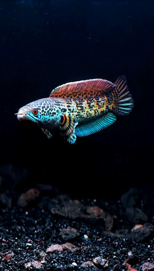 有沒有更多高清龍魚缸壁紙款式