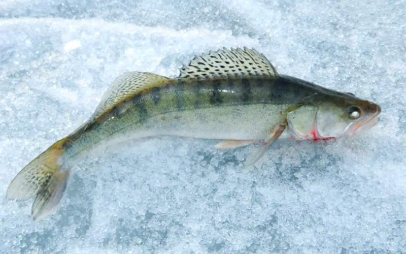 天山雪龍魚是什么魚種圖片