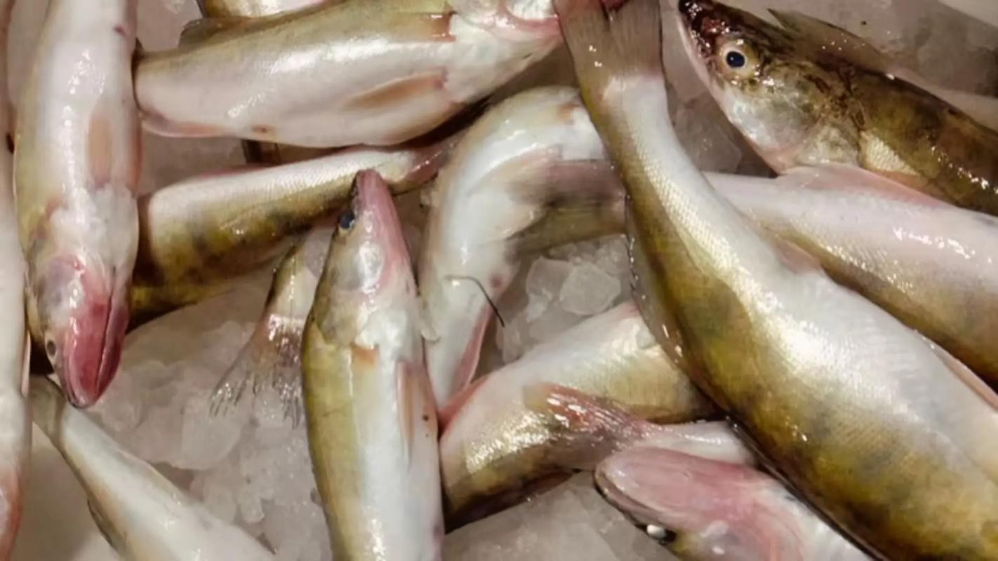 天山雪龍魚是什么魚種圖片