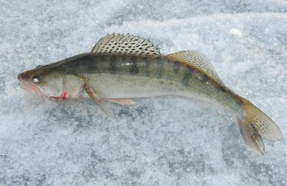 天山雪龍魚是什么魚種圖片