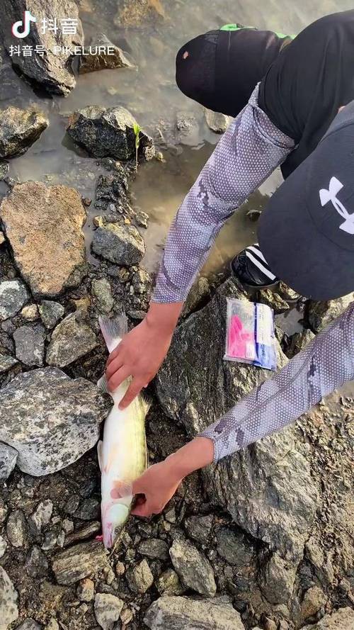 天山雪龍魚是什么魚種圖片