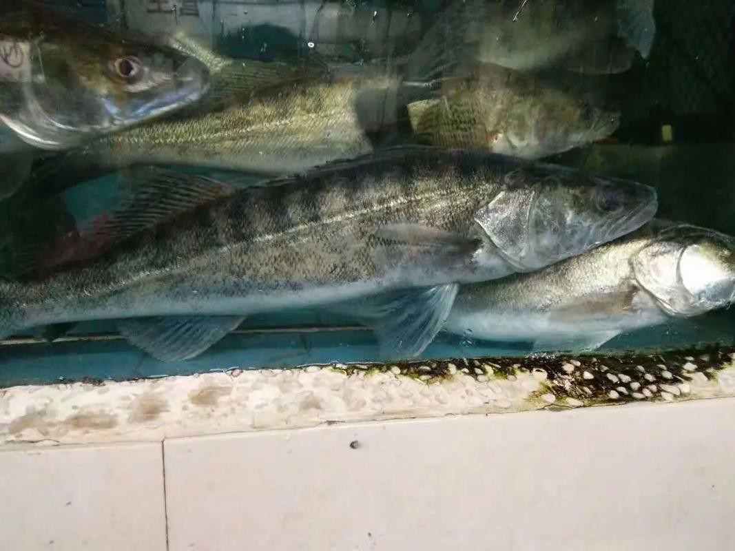 天山雪龍魚是什么魚種圖片