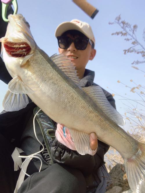 天山雪龍魚是什么魚種圖片