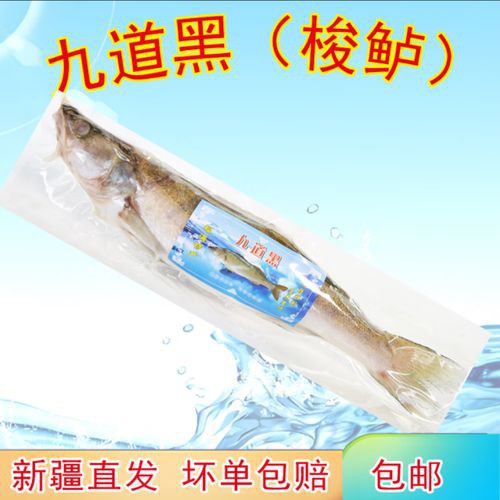 天山雪龍魚是什么魚種圖片