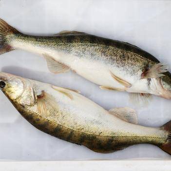 <strong><mark>天山</mark></strong>雪龍魚是什么魚種圖片