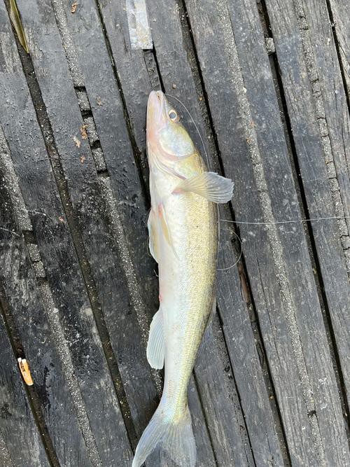 天山雪龍魚是什么魚種圖片