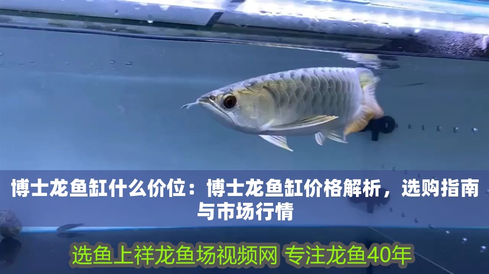 博士龍魚缸什么價位：博士龍魚缸價格解析，選購指南與市場行情