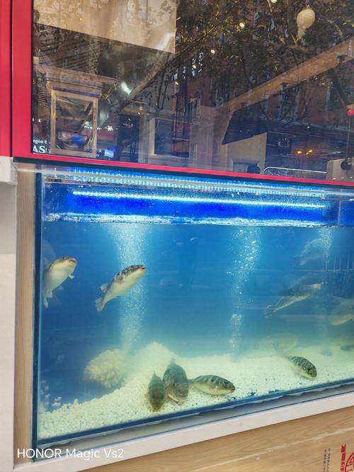 伊春龍魚專賣店