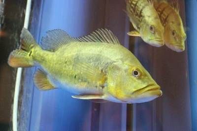 龍魚交易網（龍魚交易網是一個專注于中國龍魚（又稱金魚）交易平臺）