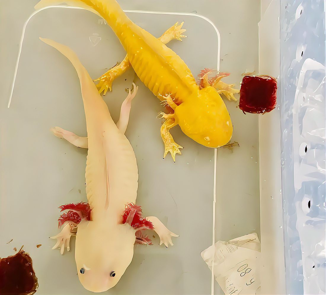 恐龍魚互動性強嗎為什么會死