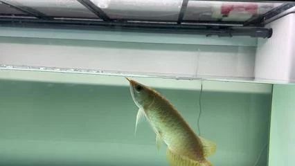 龍魚的生長周期是多長時間呢？：龍魚的生長周期并非固定，它的生長周期并非固定時間段