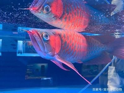 紅龍魚和七彩神仙魚的混養(yǎng)在某些條件下是可能的：紅龍魚和七彩神仙魚混養(yǎng)在什么條件下可以成功？